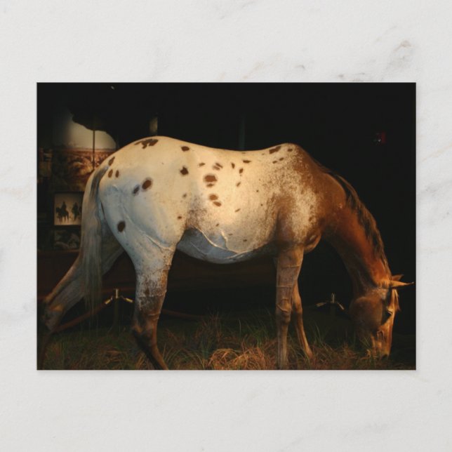 Appaloosa Postkarte (Vorderseite)