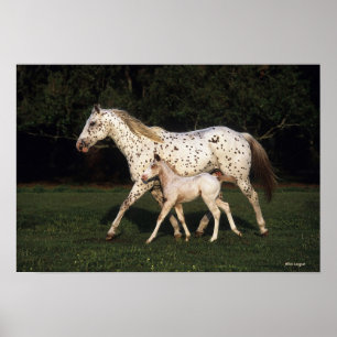 Appaloosa-Stute und Fohlen auf dem Gebiet Poster