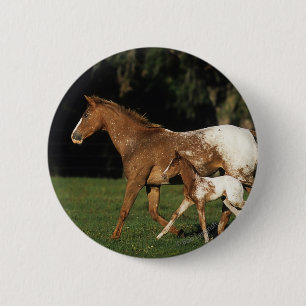 Appaloosa-Stute und Fohlen Button