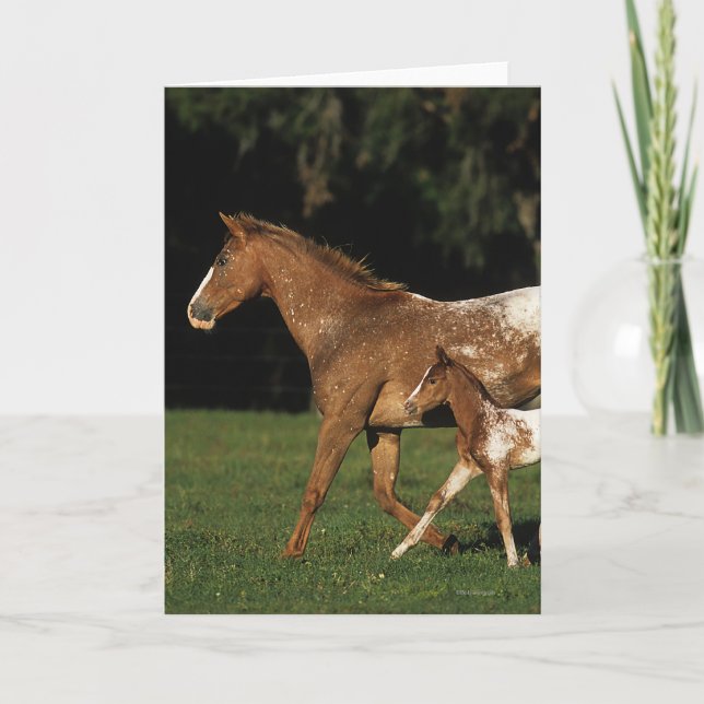 Appaloosa-Stute und Fohlen Karte (Vorderseite)