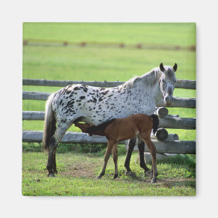 Appaloosa-Stute und Fohlen Magnet