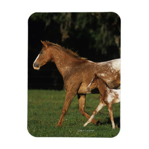 Appaloosa-Stute und Fohlen Magnet