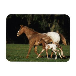 Appaloosa-Stute und Fohlen Magnet
