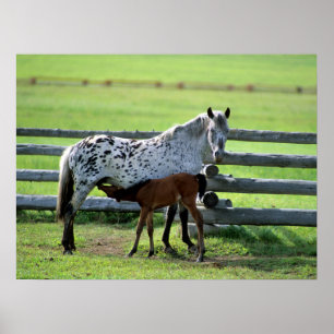 Appaloosa-Stute und Fohlen Poster