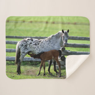 Appaloosa-Stute und Fohlen Sherpadecke