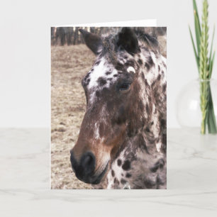 Appaloosastallions-Gruß-Karte Karte
