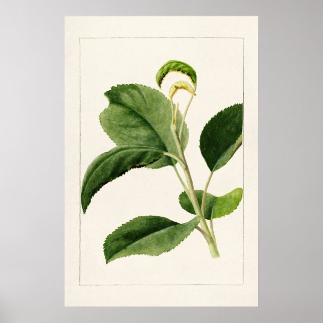 Apple Blätter (Malus Domestica) (1910) von James M Poster (Vorne)