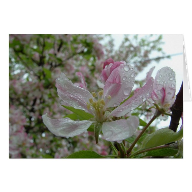 Apple Blossom (Vorderseite (Horizontal))