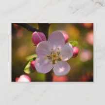 Apple Blossom