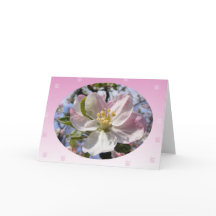 Apple Blossom Blume
