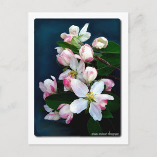 Apple Blossom Branch Postkarte