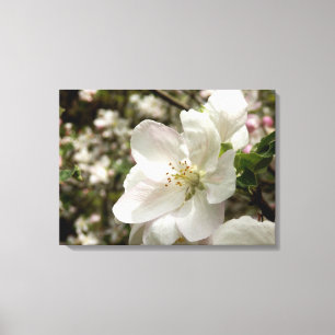 Apple Blossom Canvas Print Leinwanddruck