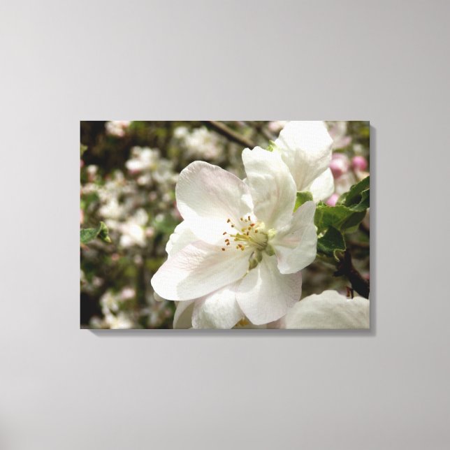 Apple Blossom Canvas Print Leinwanddruck (Vorderseite)