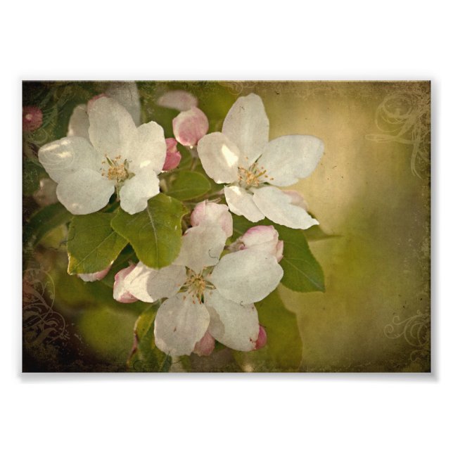 Apple Blossom Cluster Foto Print (Vorne)