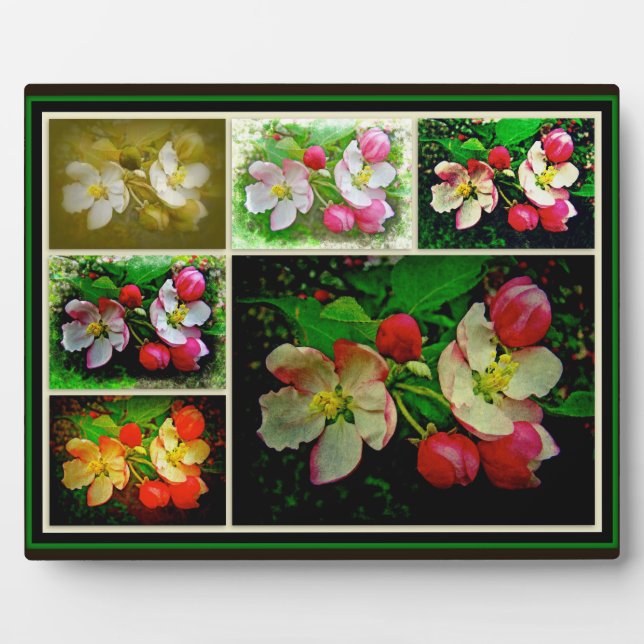 Apple Blossom Collage - Verbessertes digitales Fot Fotoplatte (Vorderseite)