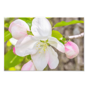 Apple Blossom Fotografie drucken