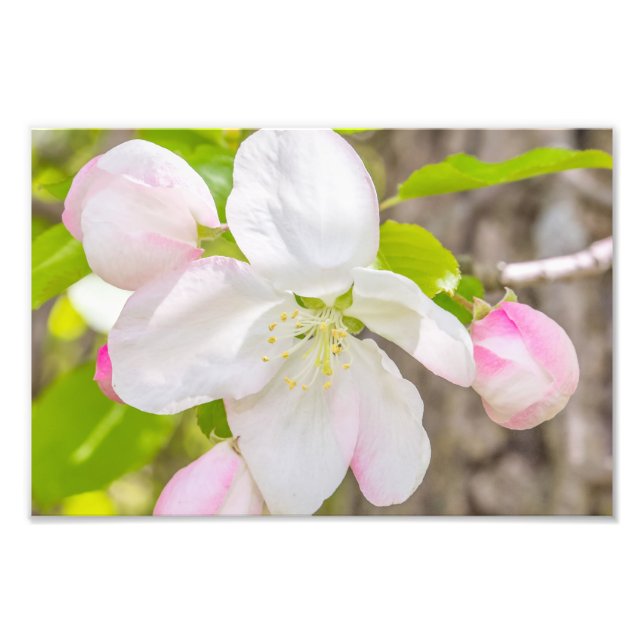 Apple Blossom Fotografie drucken (Vorne)