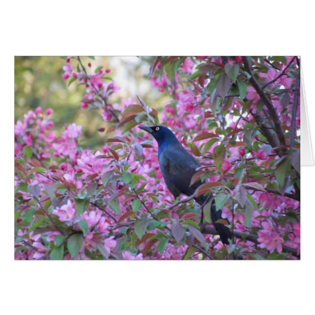 Apple Blossom Grackle (Vorderseite (Horizontal))