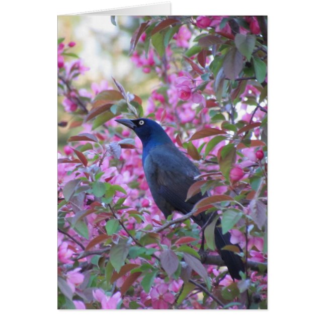 Apple Blossom Grackle (Vorne)