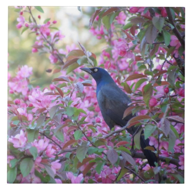 Apple Blossom Grackle Fliese (Vorderseite)