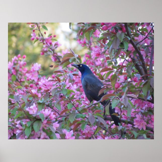 Apple Blossom Grackle Poster (Vorne)