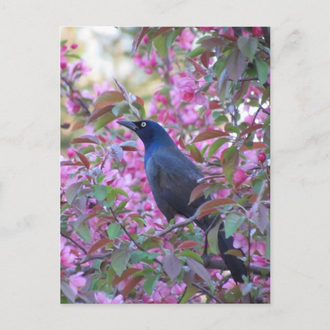 Apple Blossom Grackle Postkarte (Vorderseite)