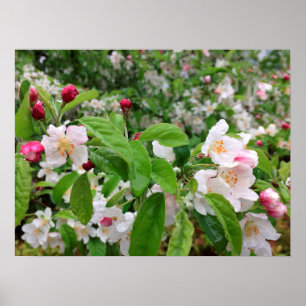 Apple Blossom im RAIN! Poster