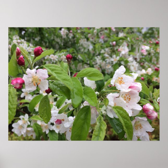 Apple Blossom im RAIN! Poster (Vorne)