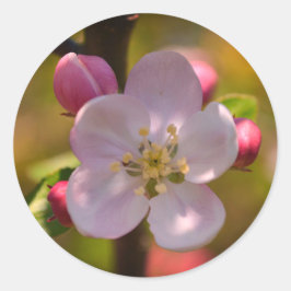 Apple Blossom in Spring Runder Aufkleber