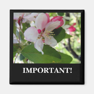 Apple Blossom   Magnet