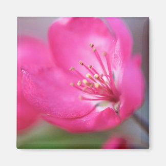 Apple Blossom Magnet