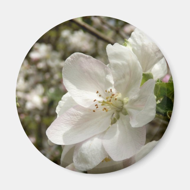 Apple Blossom Magnet (Vorne)
