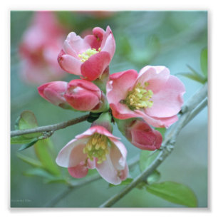 Apple Blossom #P0356 Foto