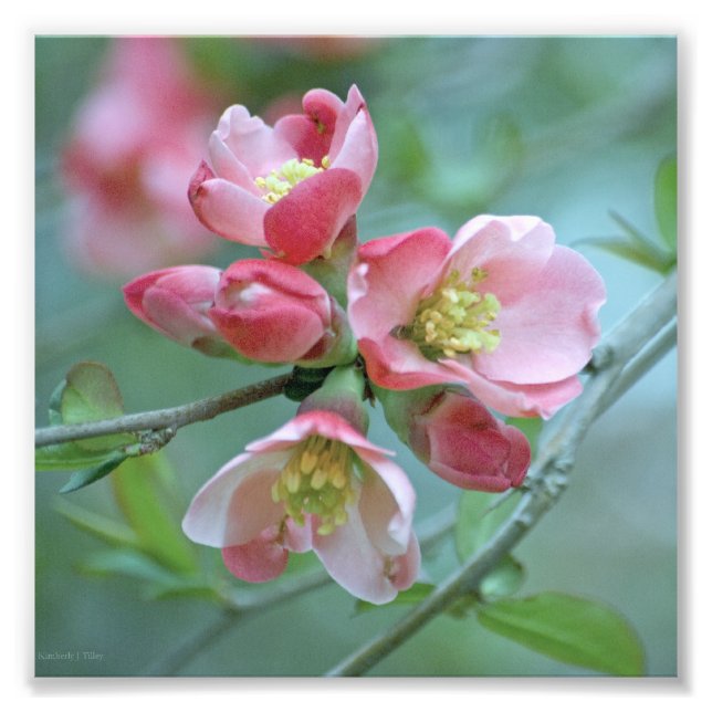 Apple Blossom #P0356 Foto (Vorne)
