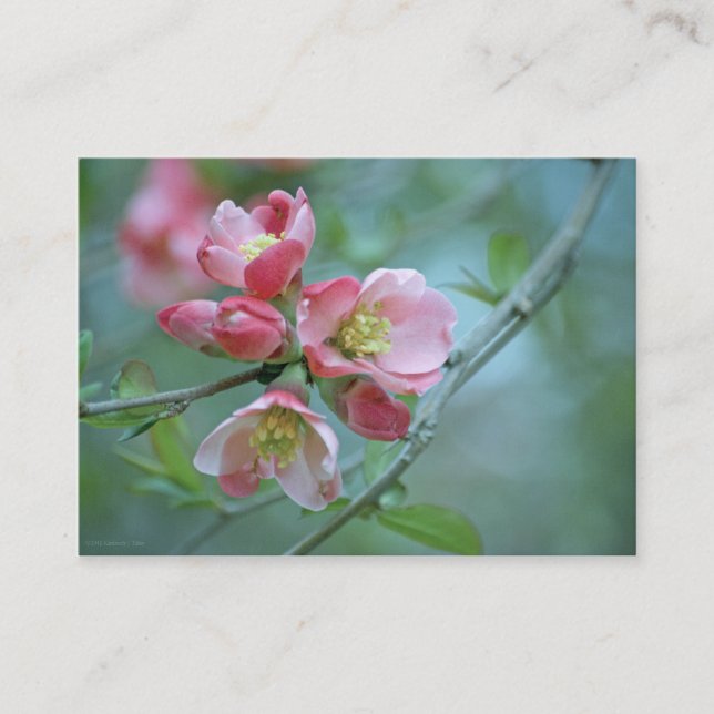 Apple Blossom #P0356 Mini Print Visitenkarte (Vorderseite)