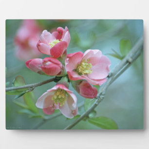 Apple Blossom #P0356 Plaque Fotoplatte