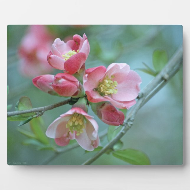 Apple Blossom #P0356 Plaque Fotoplatte (Vorderseite)