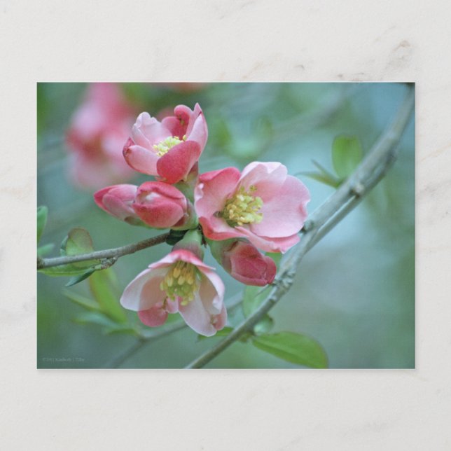 Apple Blossom #P0356 Postkarte (Vorderseite)
