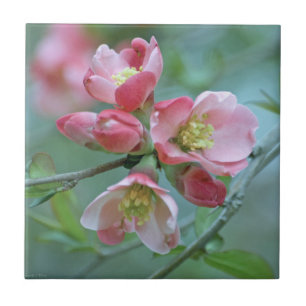 Apple Blossom #P0356 Tile Fliese