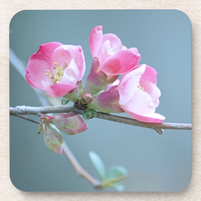 Apple Blossom #P0358 Cork Untersetzer (Vorderseite)