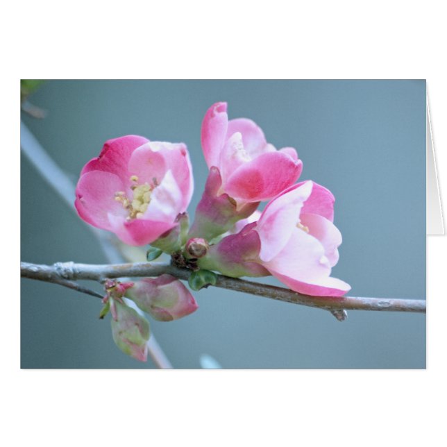 Apple Blossom #P0358 Karte (Vorderseite (Horizontal))