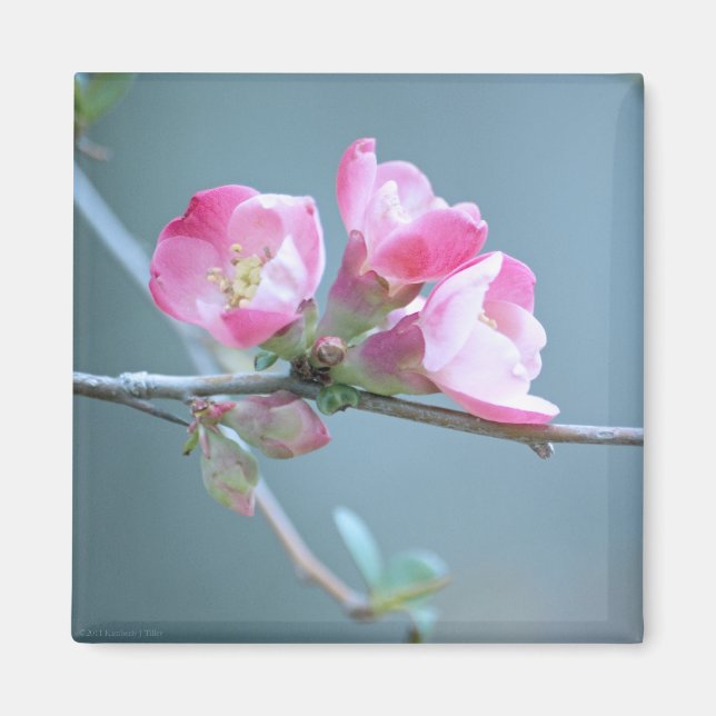 Apple Blossom #P0358 Magnet (Vorne)