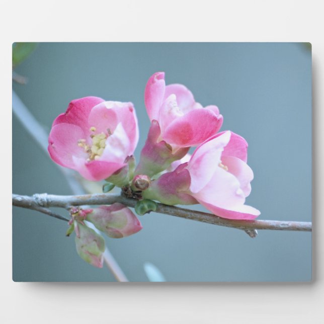 Apple Blossom #P0358 Plaque Fotoplatte (Vorderseite)