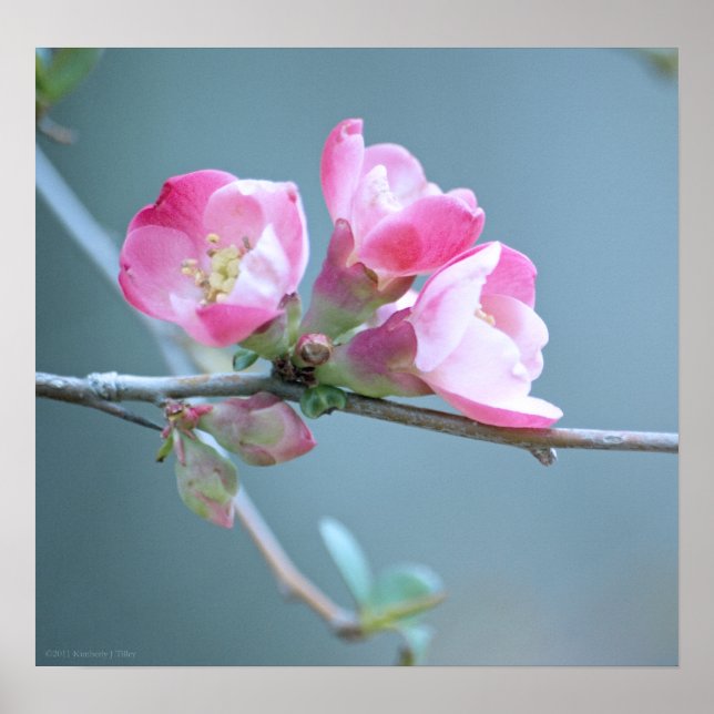 Apple Blossom #P0358 Poster (Vorne)