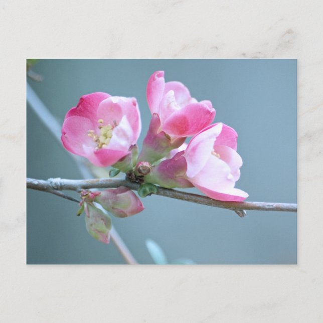 Apple Blossom #P0358 Postkarte (Vorderseite)