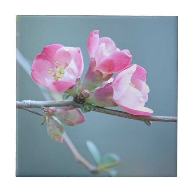 Apple Blossom #P0358 Tile Fliese (Vorderseite)