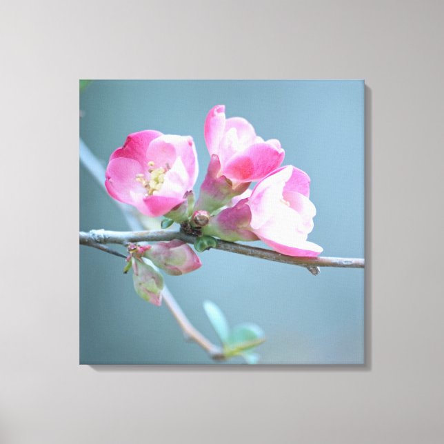 Apple Blossom #P0358 Wrapped Canvas Leinwanddruck (Vorderseite)