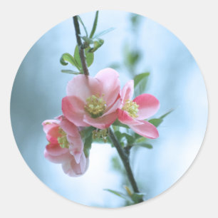 Apple Blossom #P0365 Aufkleber