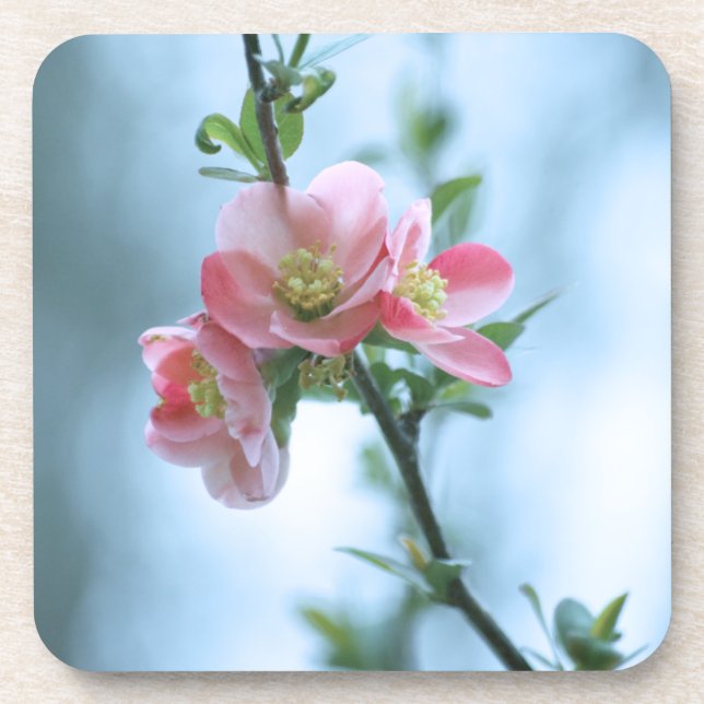Apple Blossom #P0365 Cork Untersetzer (Vorderseite)