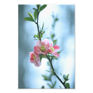 Apple Blossom #P0365 Foto Print